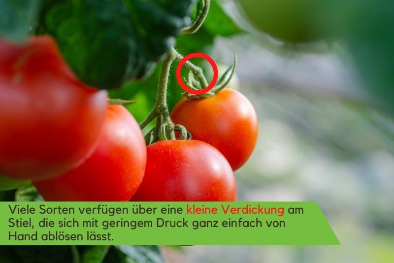 Tomatenfrüchte mit Sollbruchstelle am Stiel