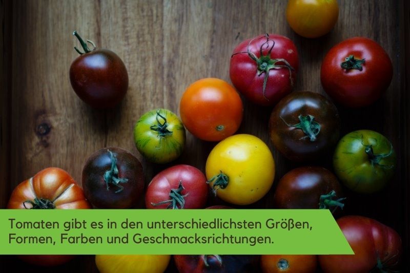 verschiedene Tomatensorten