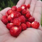 walderdbeeren