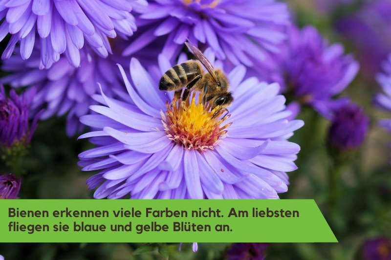 Biene auf lilaner Blume.