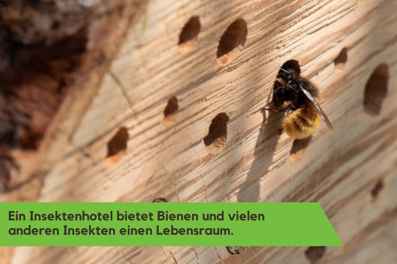 Biene im Insektenhotel.