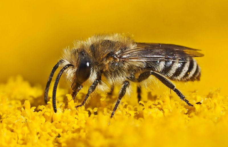 Seidenbiene auf gelben Blüten