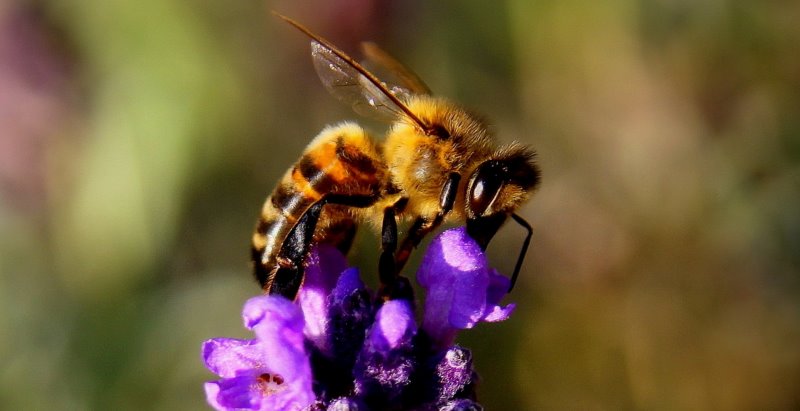 So gestaltest Du Deinen Garten bienenfreundlich.