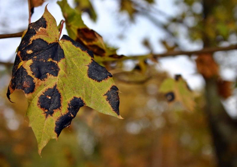 Blatt mit schwarzen Flecken