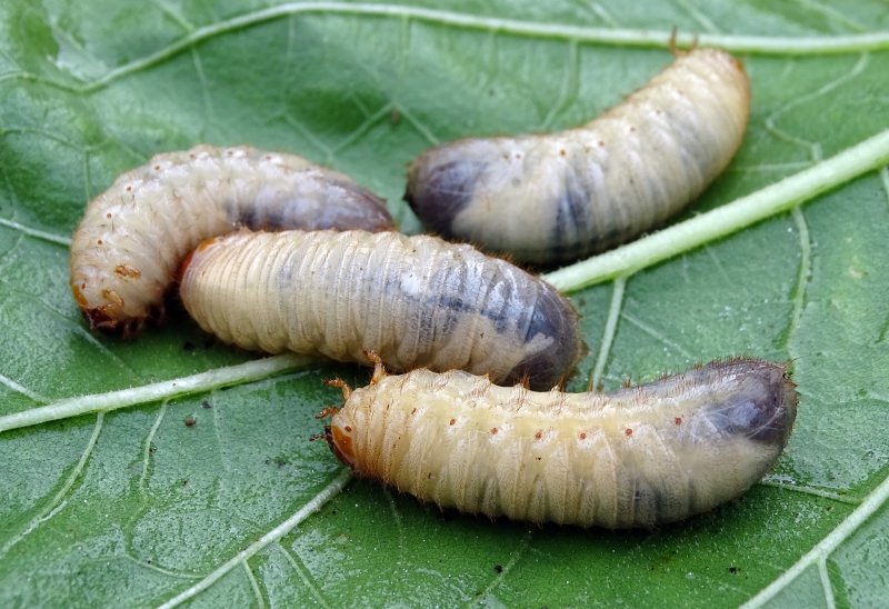 Engerlinge auf Blatt 