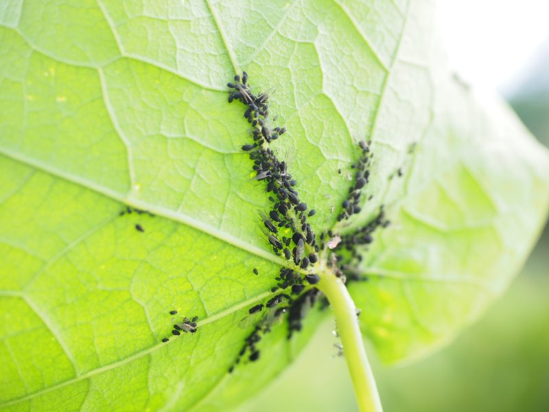 Schädlinge im Garten Blattlaus