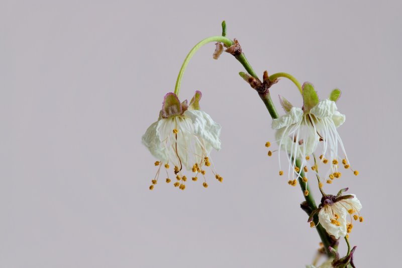 hängende, weiße Blume