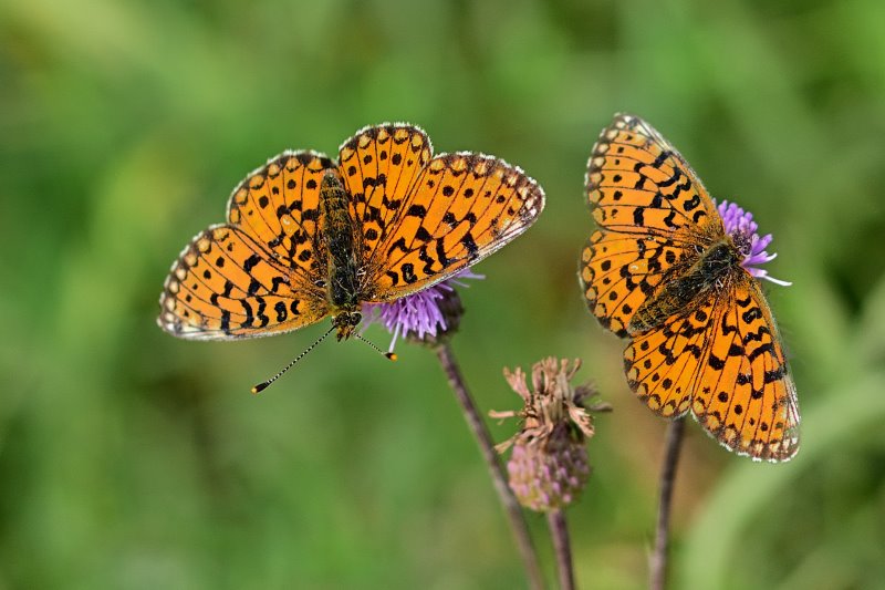 Kaisermantel auf Blume