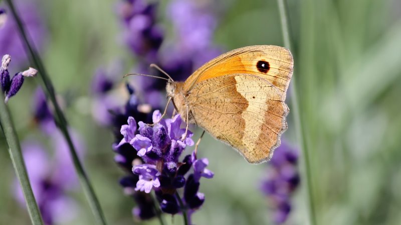 Ochsenauge auf Blume