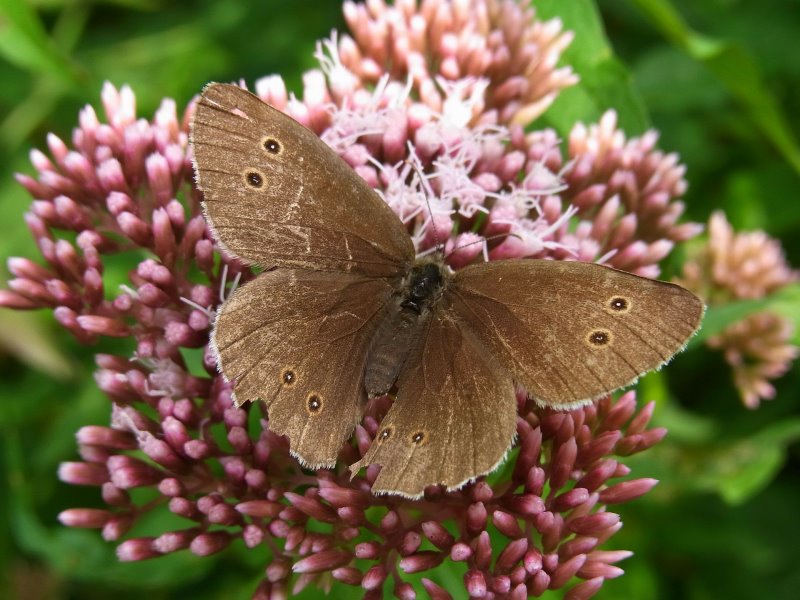 Schornsteinfeger auf Blume