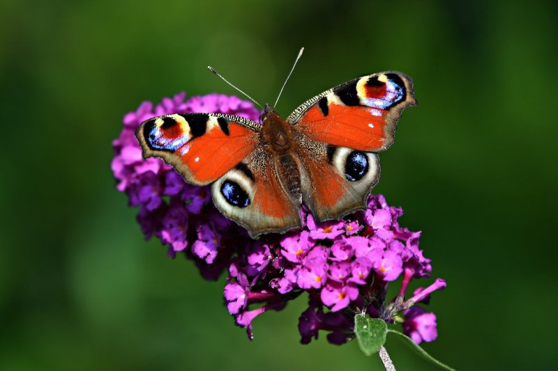 Tagpfauenauge auf Blume