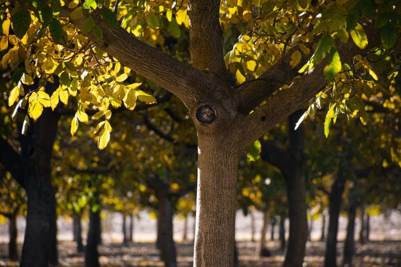 Ein Baum mit grünen Blättern an einem sonnigen Tag.